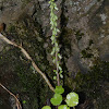 Wall Pennywort