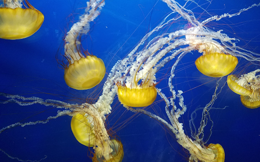 Sea jellyfish screenshot 1