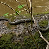 Common watersnake