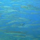 Blackfin barracuda