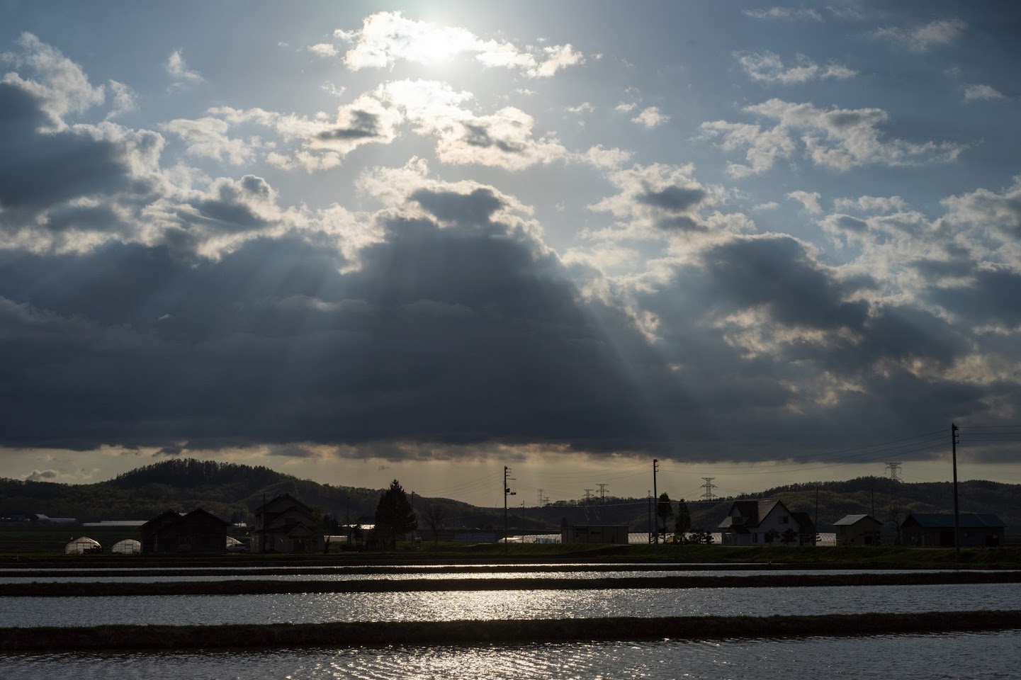 水田を見守る光