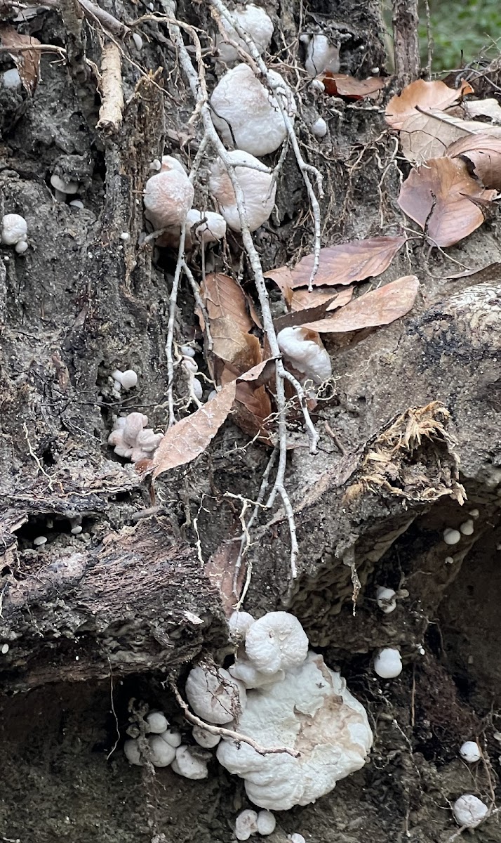 Aborted Entoloma Fungus