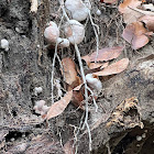 Aborted Entoloma Fungus