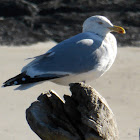 Herring Gull