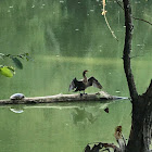 Double crested cormorant