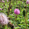 Sensitive Plant