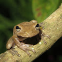 Drab Treefrog