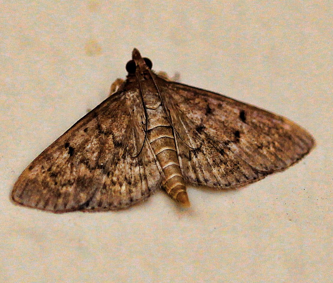 Small Moth