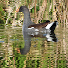 Common gallinule