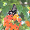 Common Mormon (female)