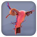 Female Reproductive System 3D icon