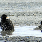 Common starling