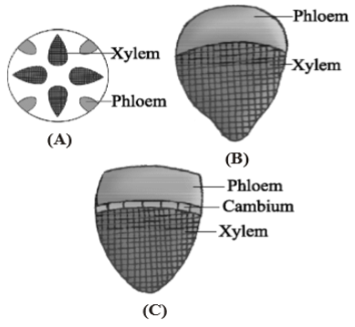 The tissue system