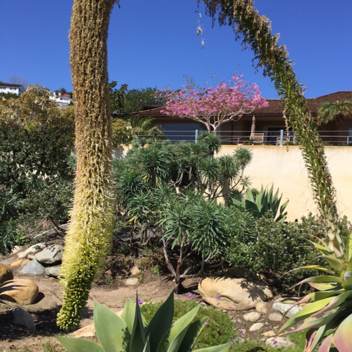 Foxtail Agave