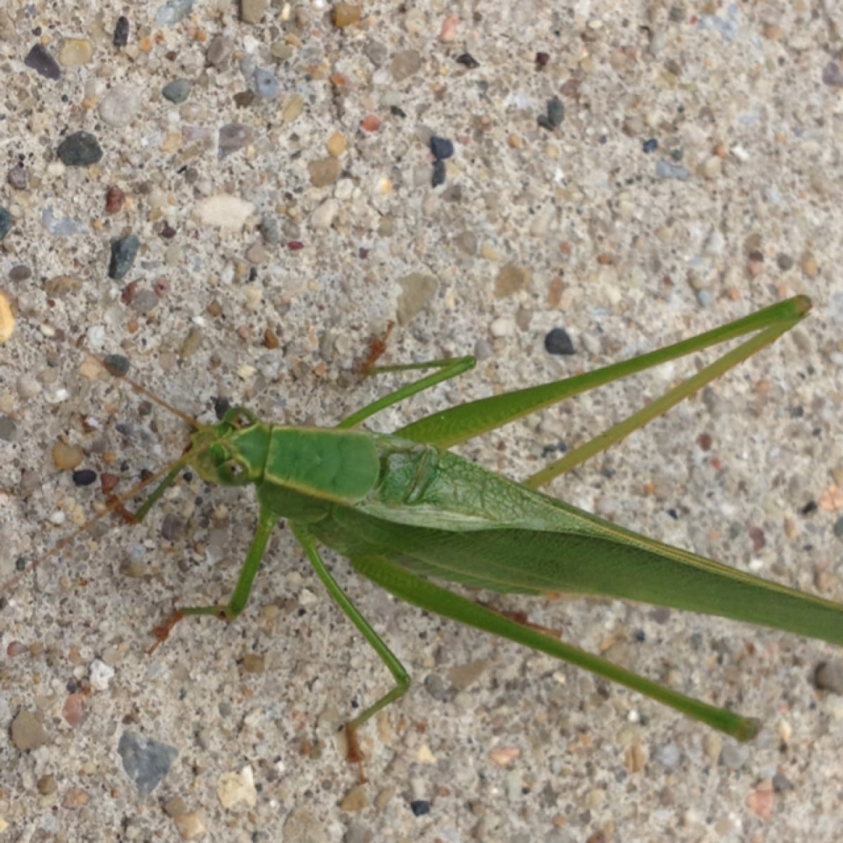 Black-legged Meadow Katydid