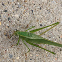 Black-legged Meadow Katydid