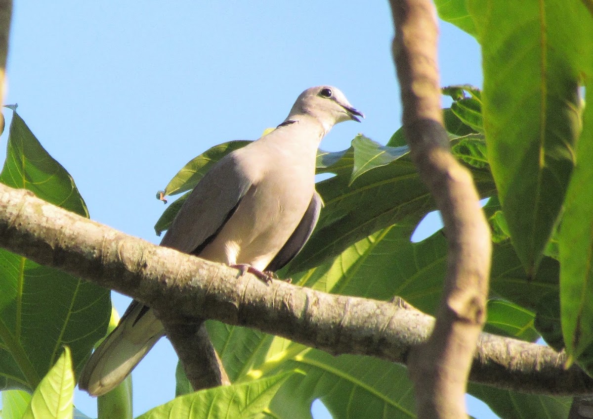 Ring-necked Dove