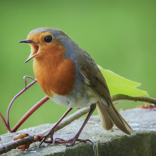 Artificial intelligence created a realistic image of a singing robin