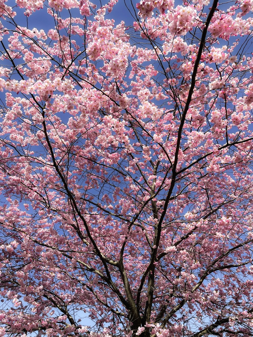 La vita senza amore è come un albero senza fiori o frutta. (Khalil Gibran) di Capirizzo