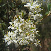 Australian blackthorn