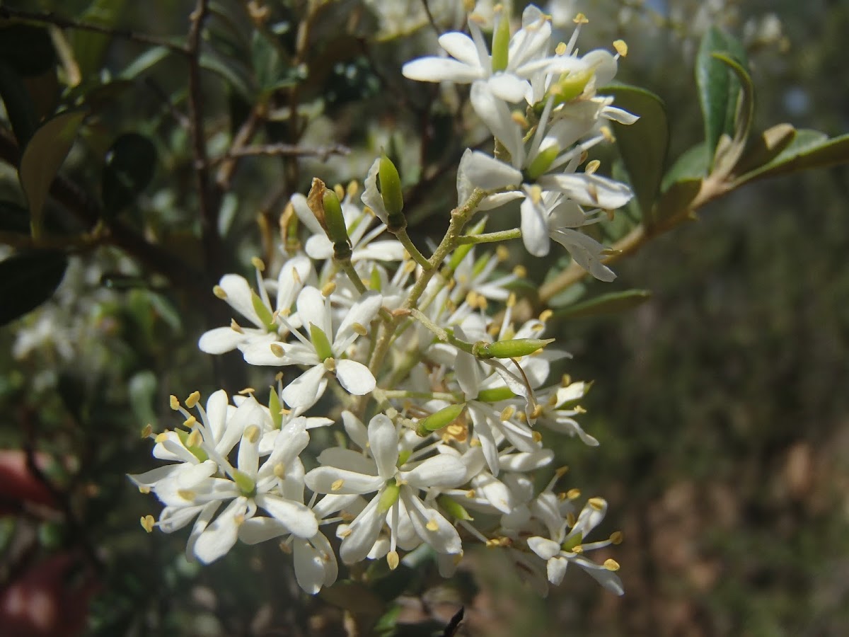 Australian blackthorn