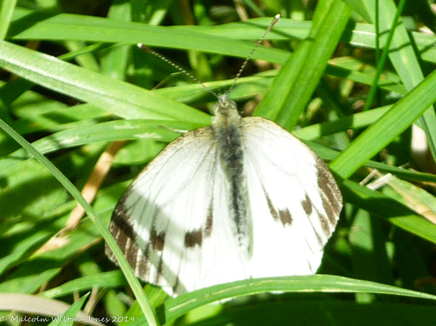 Green-veined White