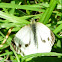 Green-veined White