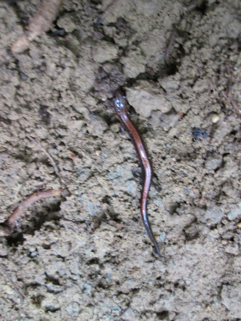 Eastern Red-backed Salamander