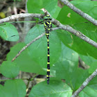 Tiger Spiketail