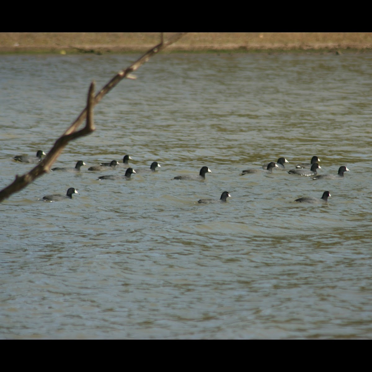 American Coot