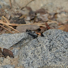 Thread-waisted Digger Wasp