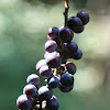 Frost Grape