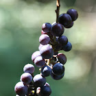 Frost Grape