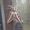 White-lined Sphinx Moth