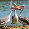 Spot-billed Pelican, grey pelican