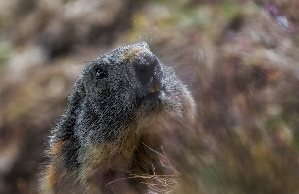 La marmotta di Aldo1973