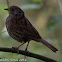 Dunnock