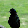 Cape glossy starling