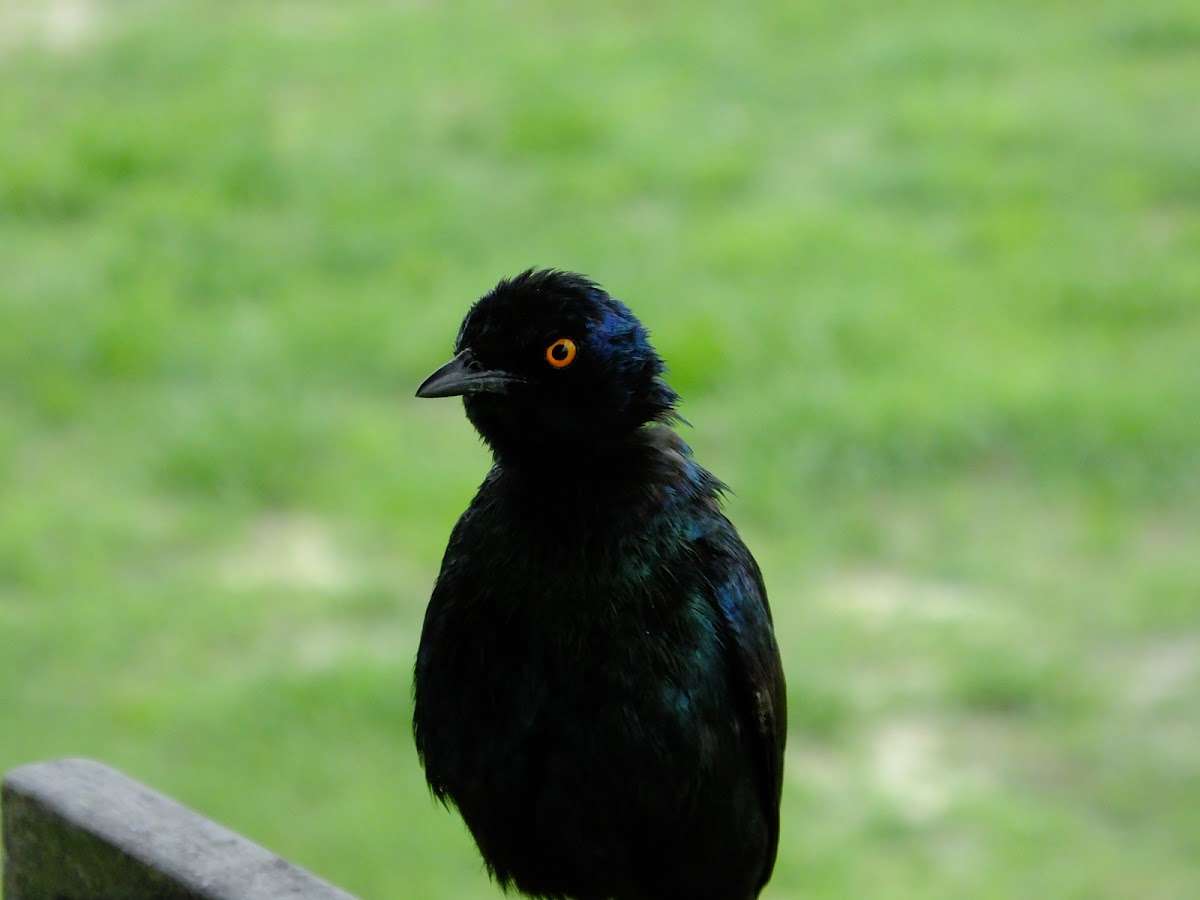 Cape glossy starling