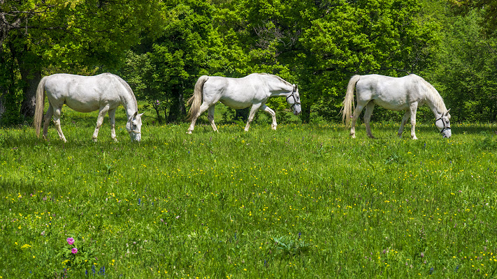 Lipizzani al pascolo di Nevio Saule