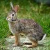 Cottontail Rabbit