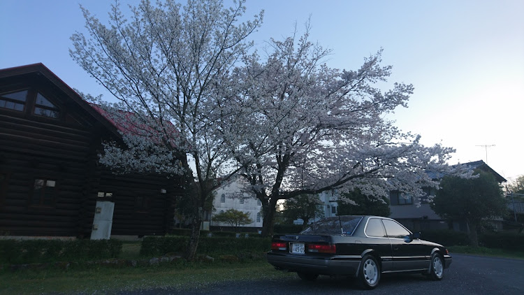 レパードの桜と愛車・レパードF31・コロナウイルスに負けるなに関するカスタム事例の投稿画像1枚目