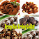 Resep Kue Kering Coklat Lembut icon