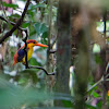 Oriental dwarf kingfisher