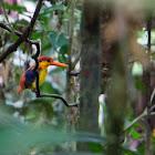 Oriental dwarf kingfisher