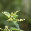 Buffalo Treehopper