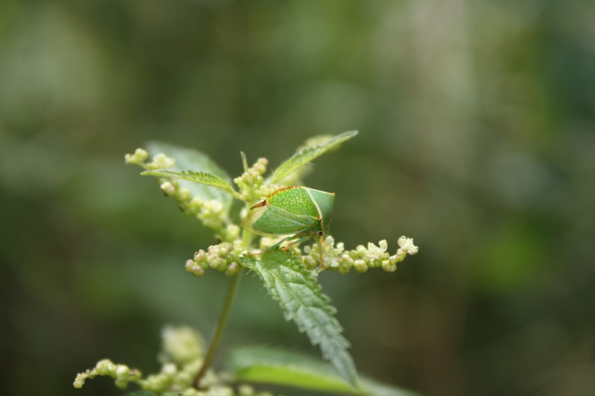 Buffalo Treehopper