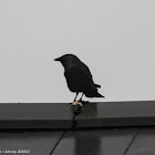 Jackdaw