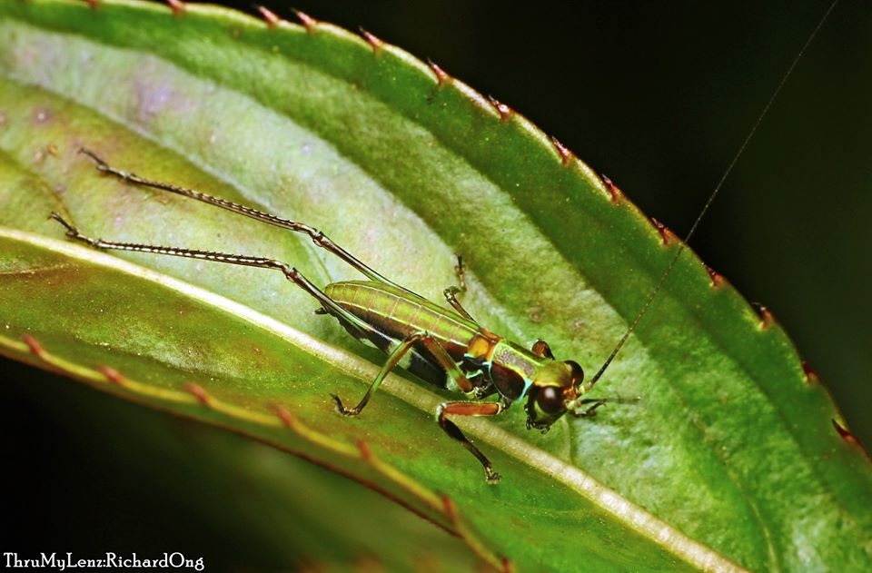 Leaf Katydid