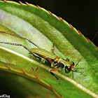 Leaf Katydid